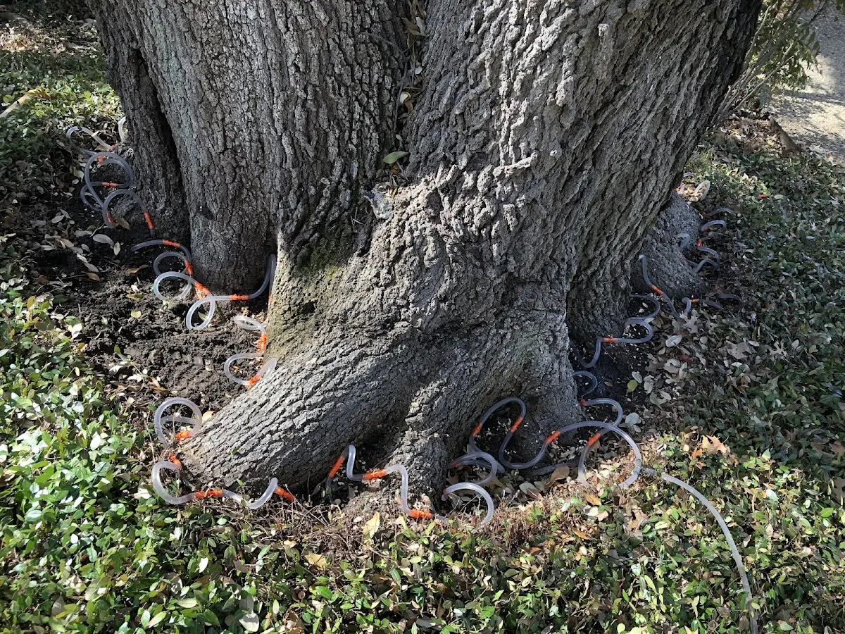 Detailed Tree Cabling and Bracing job site in South Acworth